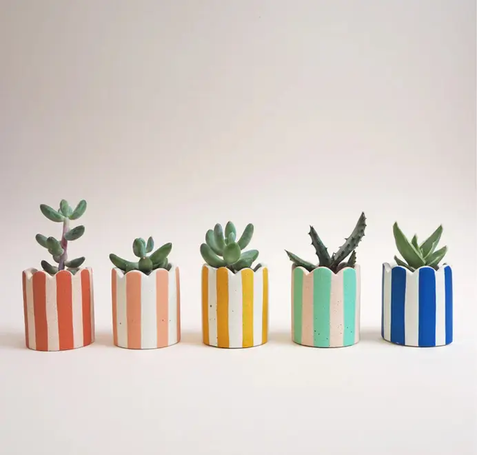 Mini Scalloped Stripy Plant Pot. Five small succulents in a row, each planted in a white ceramic pot with vertical coloured stripes set against a plain light background.