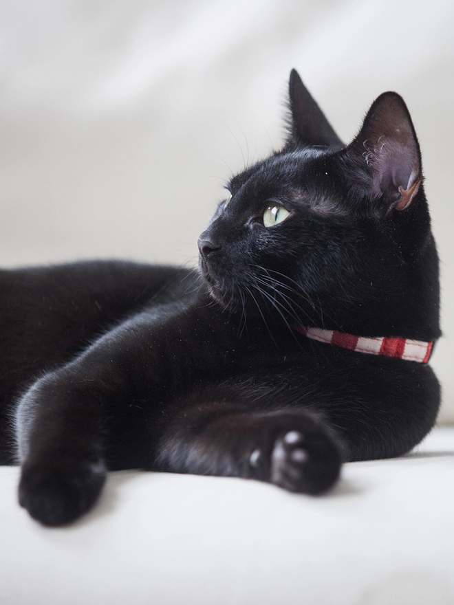 Cat Collar In Red And White Stripe On Black Cat
