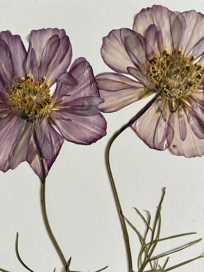 Close up of pressed pink cosmos flowers