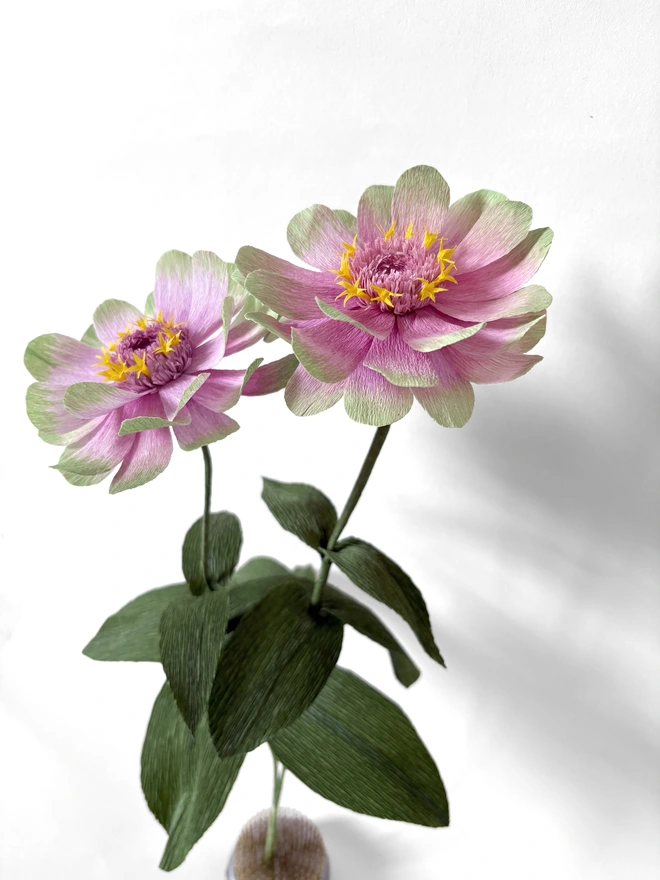Crepe Paper Zinnia in Queen Lime Blush