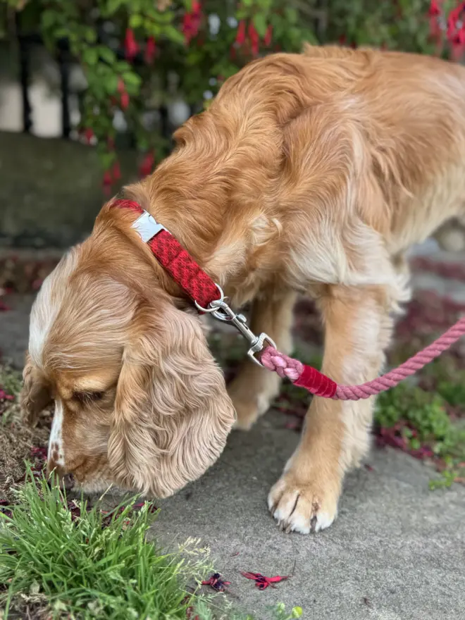 cocker spaniel sniffing the ground wearing a red collar and red rope lead