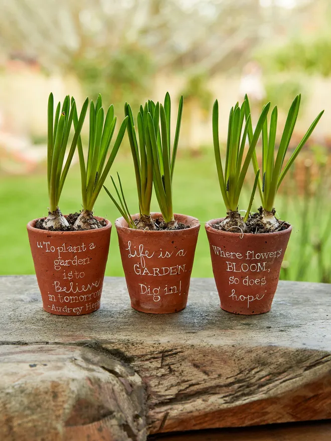 Terracotta quote pots