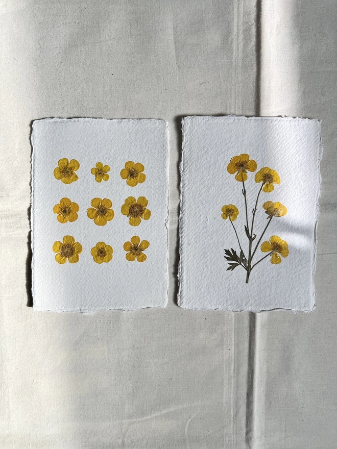 two different style artworks of pressed buttercup flowers