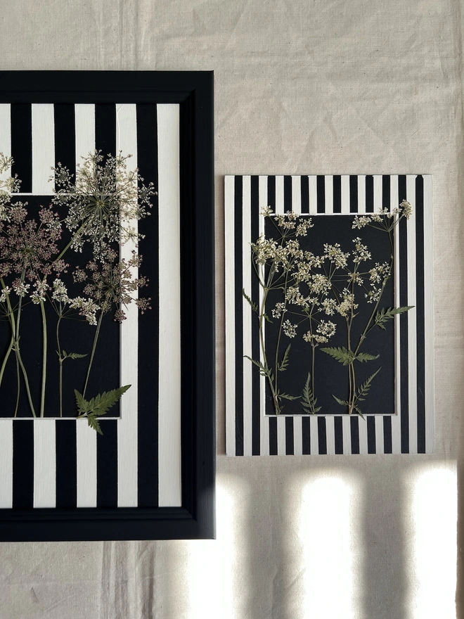 two different frames with pressed cow parsley in them