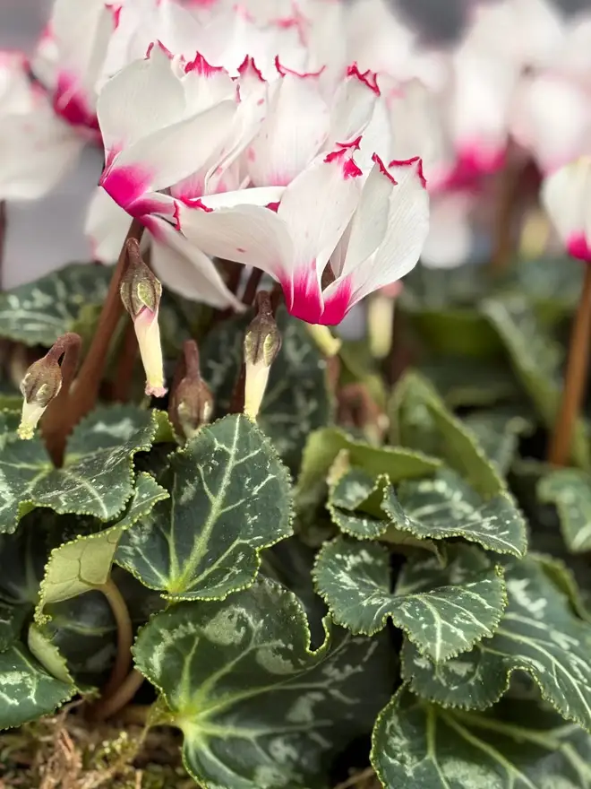Fresh Cyclamen In Zinc Potted Planter very close up