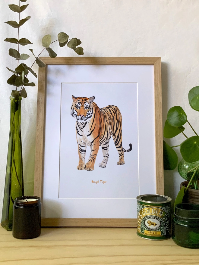 a print featuring an illustration of a bengal tiger looking right at you