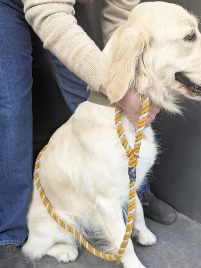 Wool Twist Dog Lead, a dog wearing a colourful lead sitting by a door. 