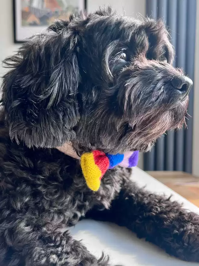 rainbow dog bow tie on a black cavapoo 