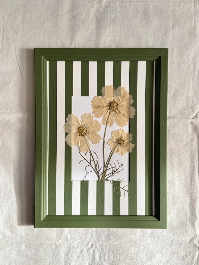 Cream pressed cosmos flowers in painted green frame