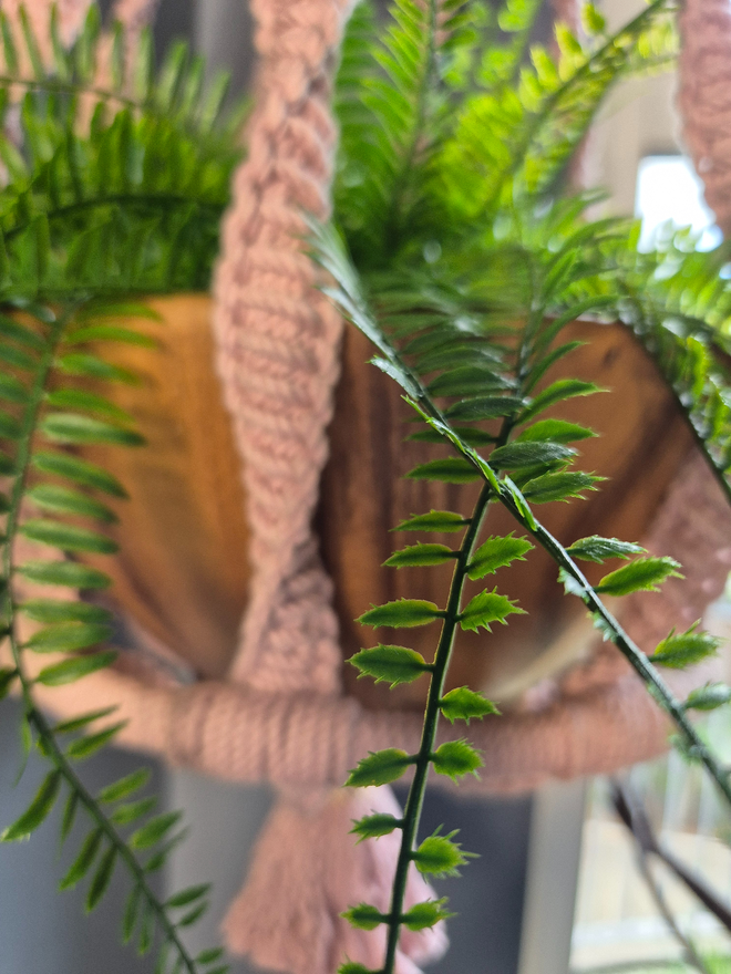 elegant macrame plant hanger crafted from luxurious eco-friendly cotton cords, featuring intricate designs and a wood bowl for your favourite plant, perfect for enhancing bohemian home decor