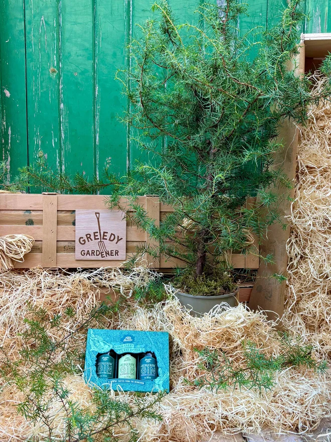 Greedy Gardener Spirit of Christmas gift crate that includes a juniper tree and trio of slow motion hedgerow gins packaged in a wooden gift crate.