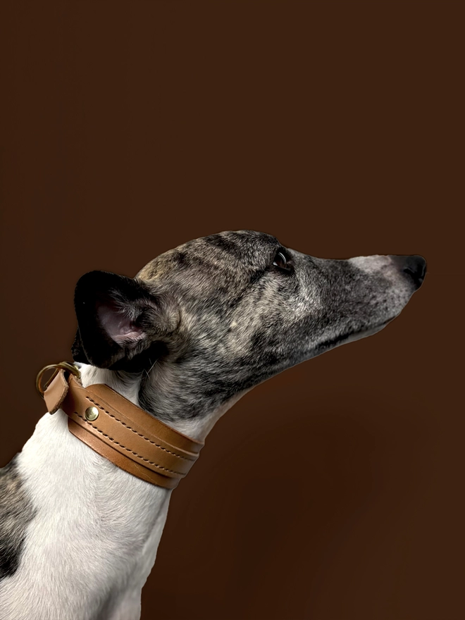 Whippet Portrait With Sighthound Collar On
