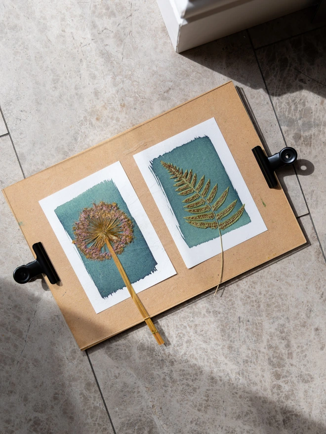 cyanotype paper developing in the daylight.