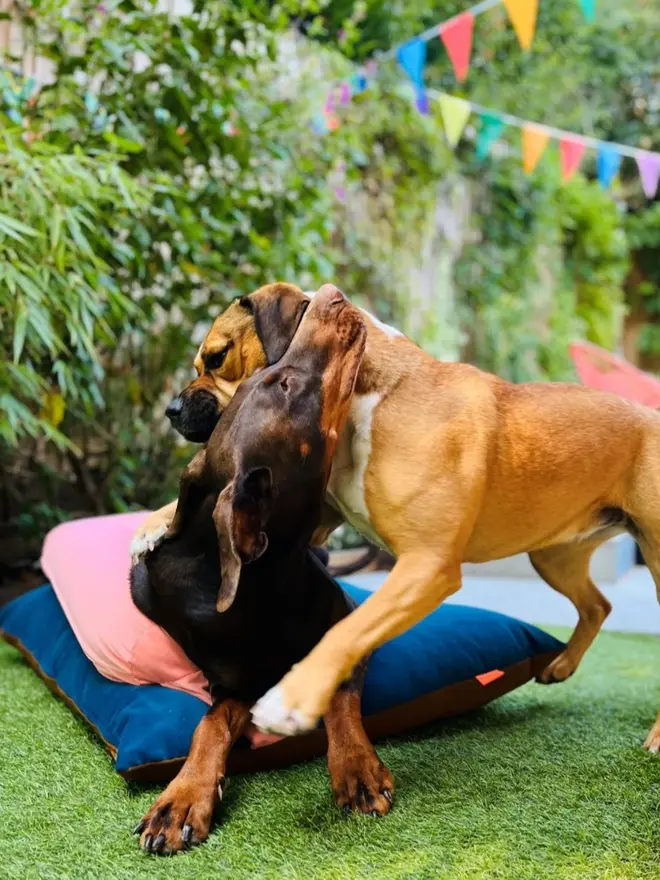 Reversible K-9 Candy Dog Bed