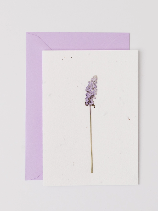 Real Pressed Flower Card, Lavender