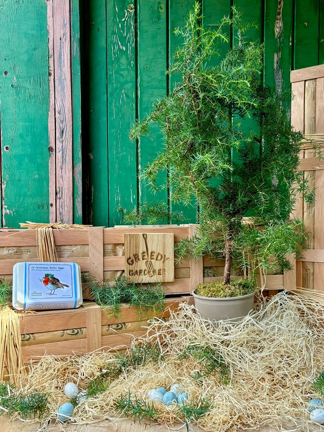 Potted juniper tree in front of the Greedy Gardener wooden gifting crate surrounded by wood wool and tasty chocolate eggs.  