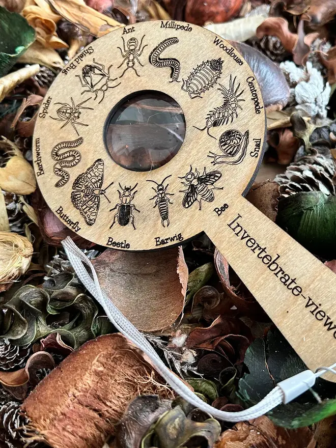  Birch wood bug identification magnifier engraved with detailed bug illustrations, displayed on forest floor materials.