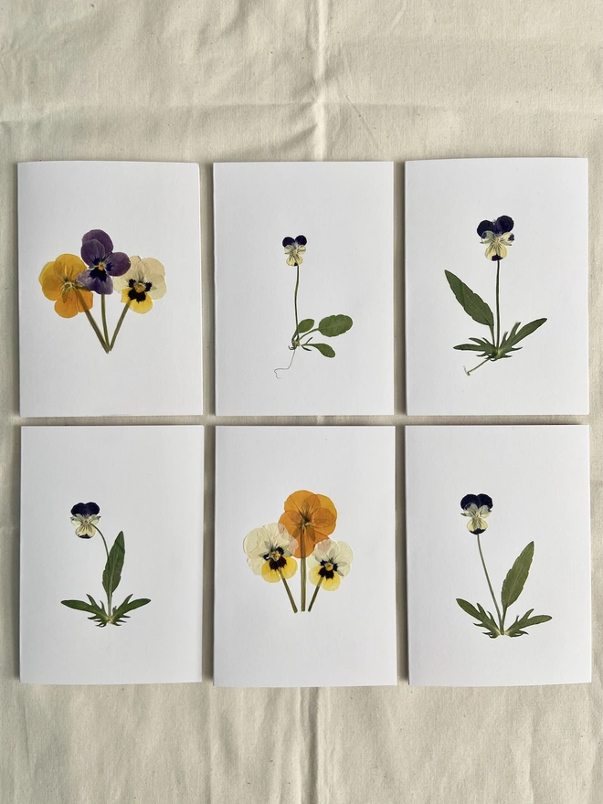 Multiple pansy flowers in a variety of colours on white greeting cards