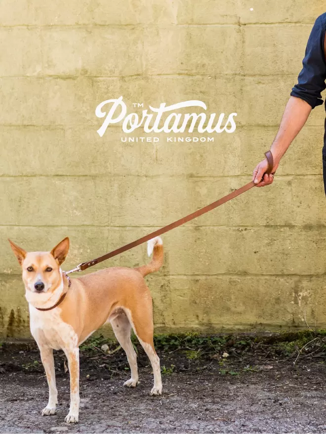 Tan and white dog stading in front of a wall wearing a brown leather Windsoredge lead.