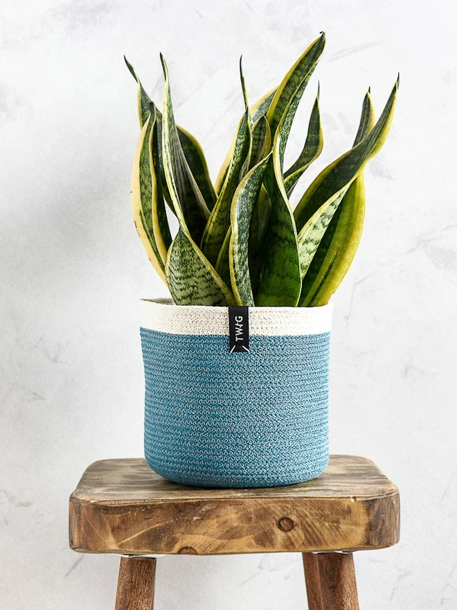 Medium natural cotton plant pot