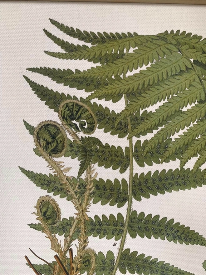 close up detail of fern fronds printed onto canvas