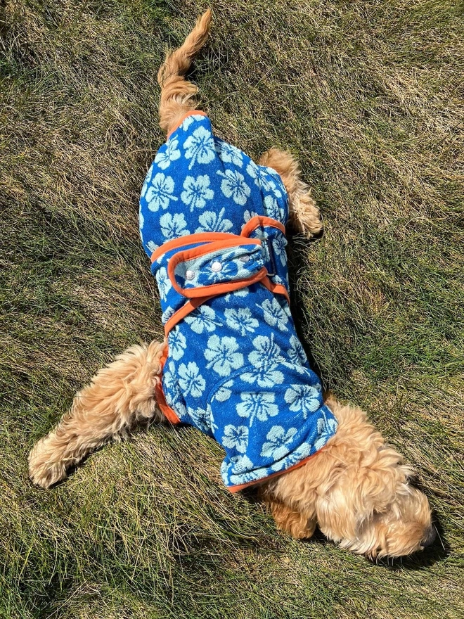 Blue Hibiscus flower dog drying robe. 100% absorbent cotton. Popper fastening, tail hole and full belly coverage.  