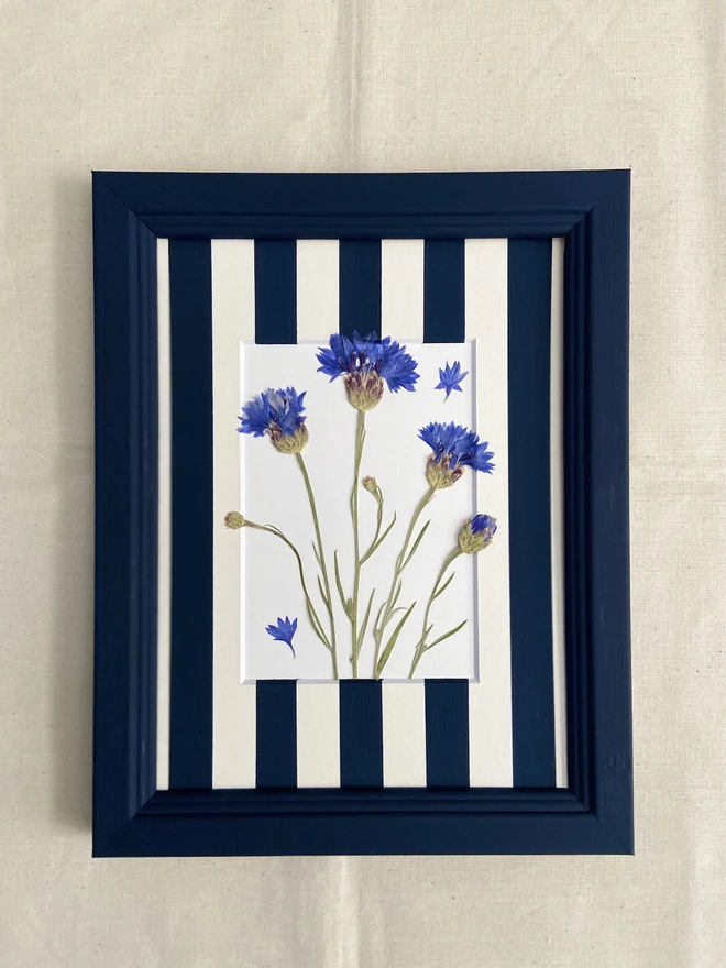 Pressed blue cornflower flowers in a painted stripe mount and blue frame