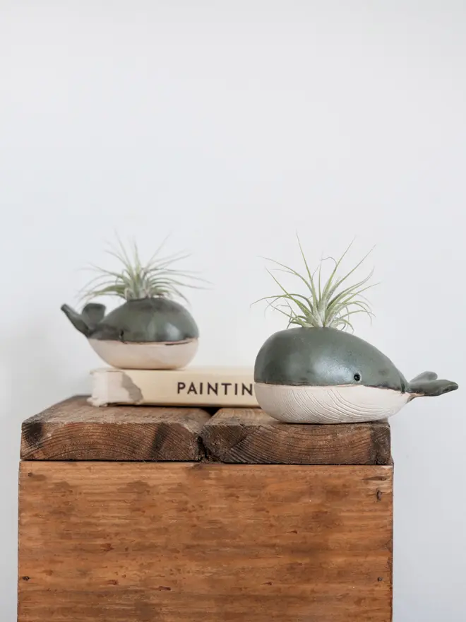 A medium and small whale vase with ionantha air plants in their spouts on a small wooden table