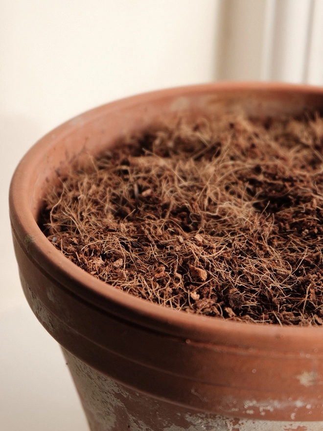 peat-free coir compost in terracotta pot