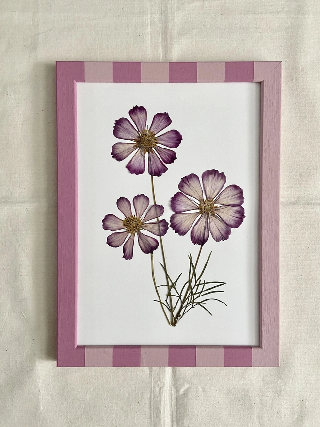 pink stripe painted frame with three pressed pink cosmos flowers