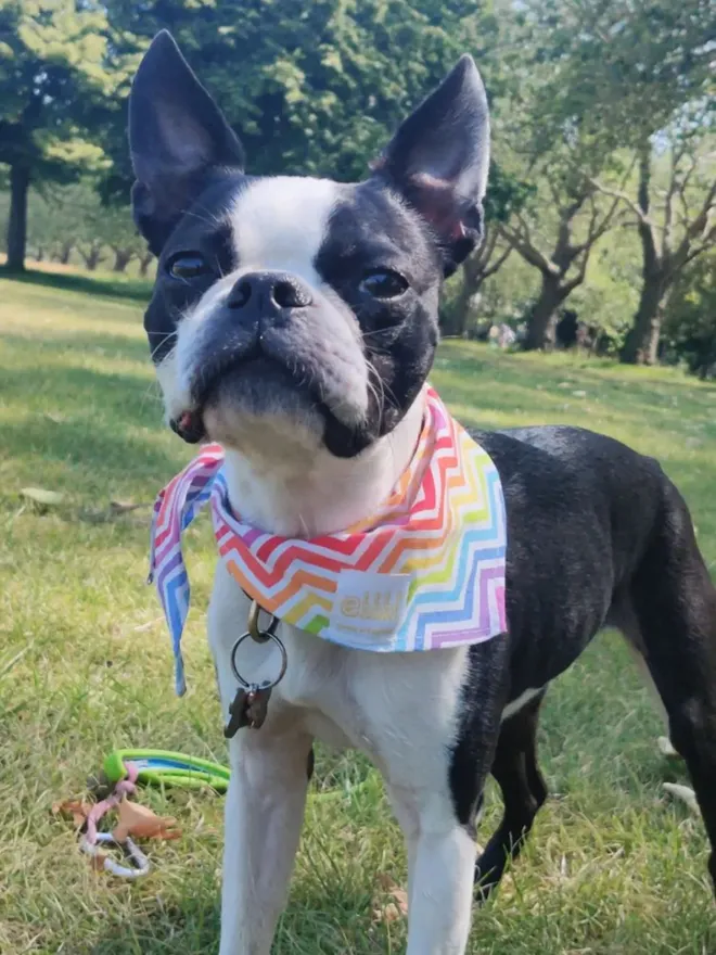 Rainbow Zig Zag Cotton Dog Bandana 