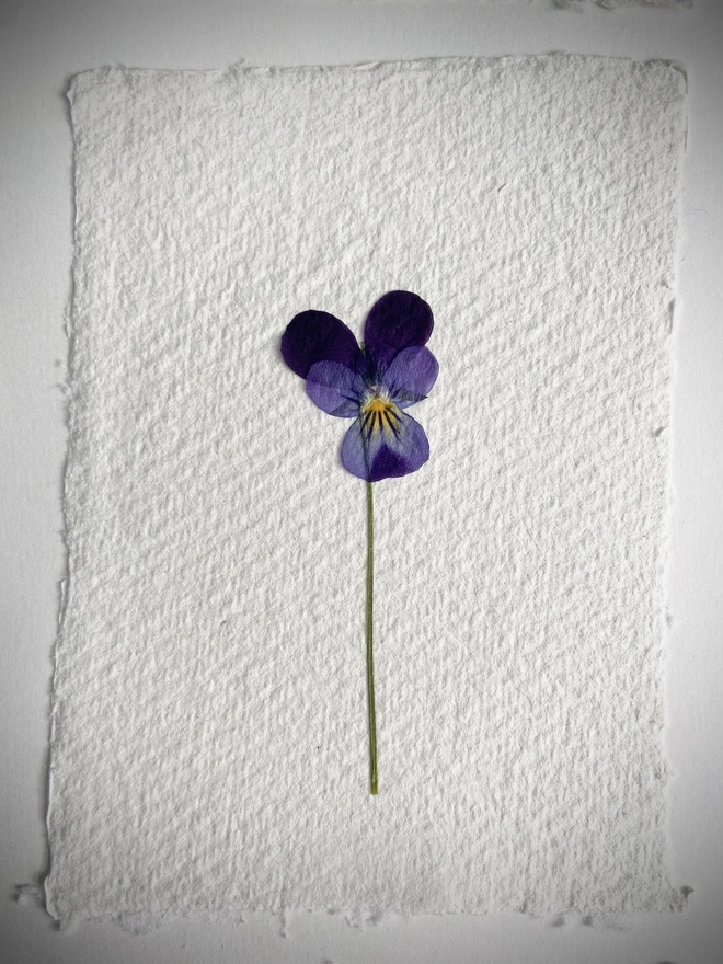 Close up of pressed pansy flower mounted individually on paper