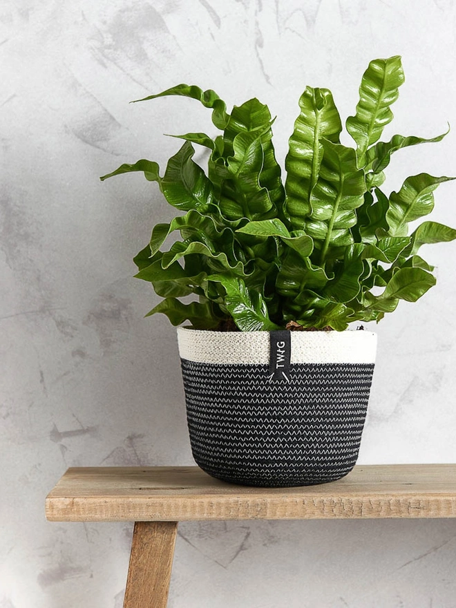 Small Natural Cotton Plant Pot