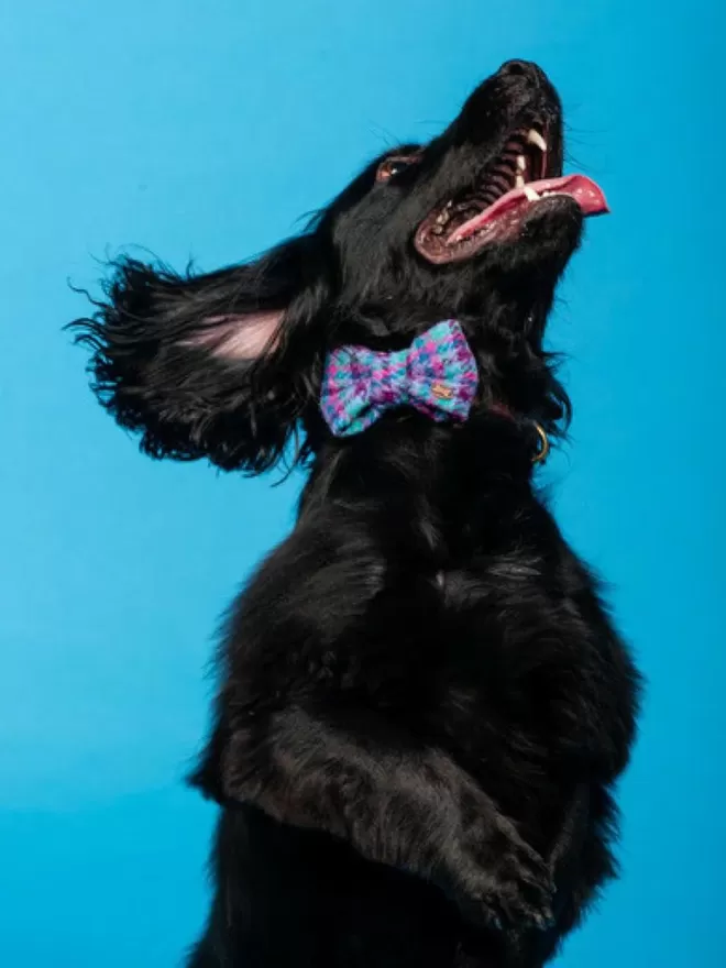 Sabini Dog Bow Tie | Harris Tweed
