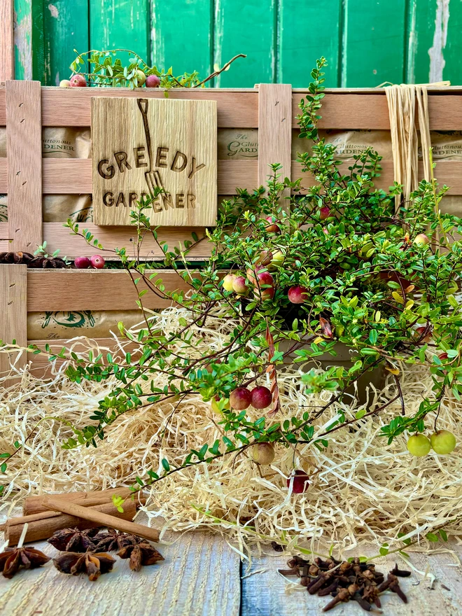 A wonderful cranberry plant placed in front of a the Greedy Gardener's wooden gifting crate surrounded by dried mixed spices. 