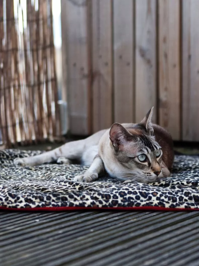 Juno the Cat on Leopard Skin Padded Cat Blanket