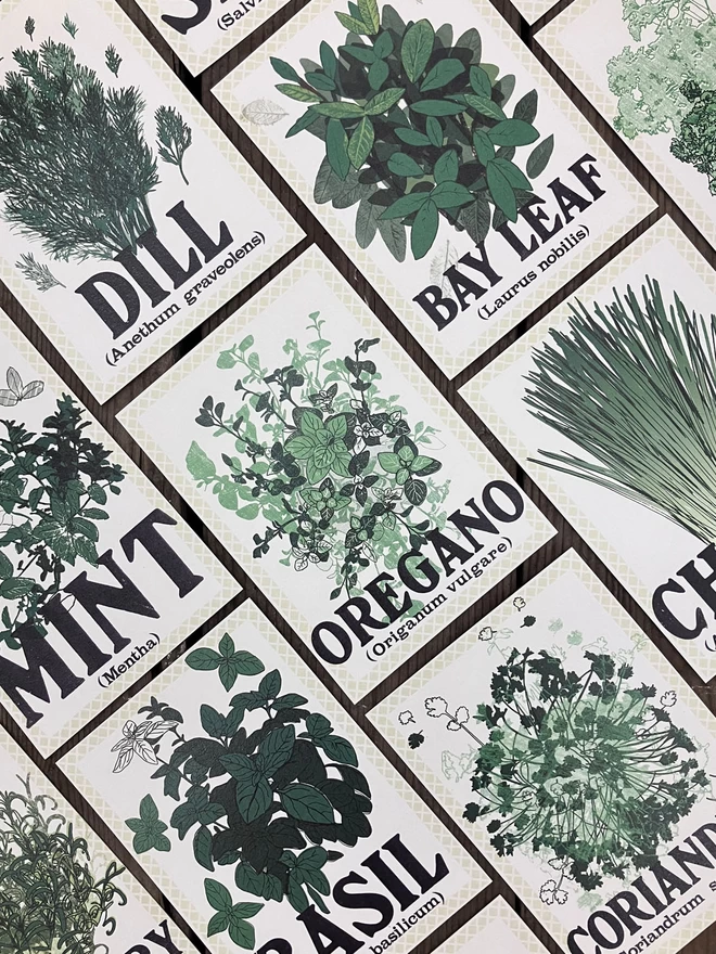 Herb Postcard Pack flat lay of different illustrations