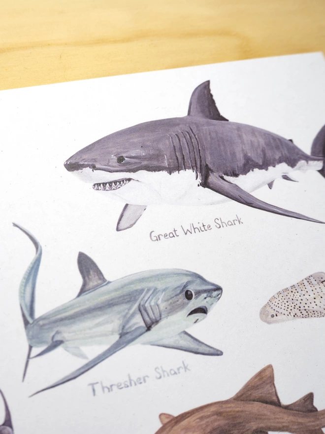 a close up of the print with a white background featuring a selection of sharks