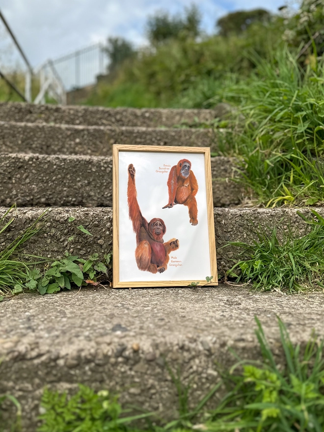 a print featuring a painted illustration of two orangutans