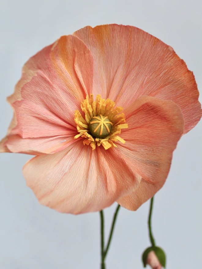 Leo Flowers Icelandic Poppy