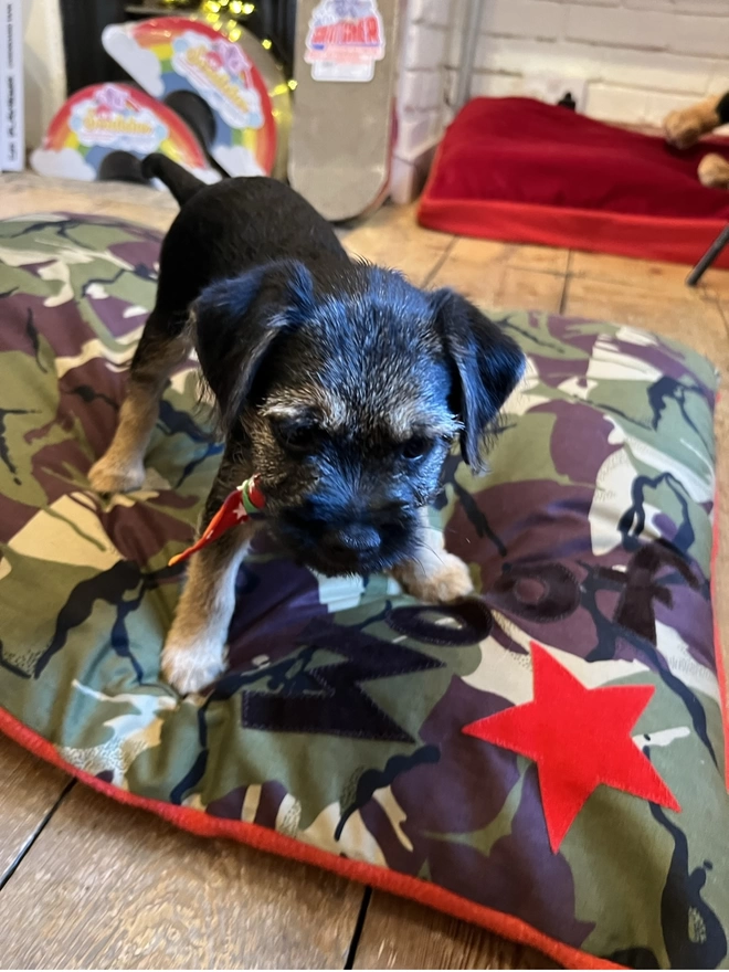 Corner Woof Dog Bed in Camo with Boarder Terrier Puppy