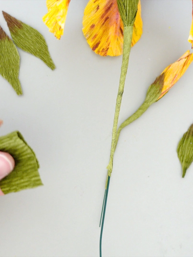 Crepe Paper Bearded Iris DIY Kit