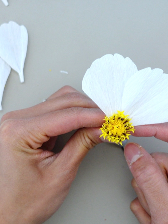 Crepe Paper Cosmos Flower DIY Kit