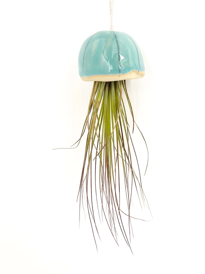 juncifolia airplant in turquoise shell to look like a long jellyfish hanging