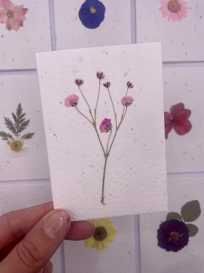 Real Pressed Flower Plantable Notecard, Pink Gypsophila