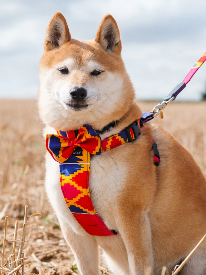 Hiro + Wolf designer dog harness