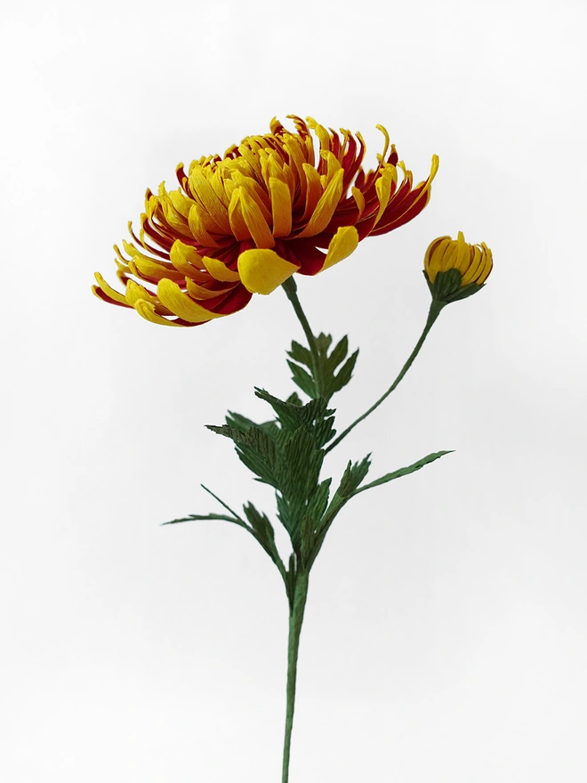 Crepe Paper Chrysanthemum 'Crimson Tide"
