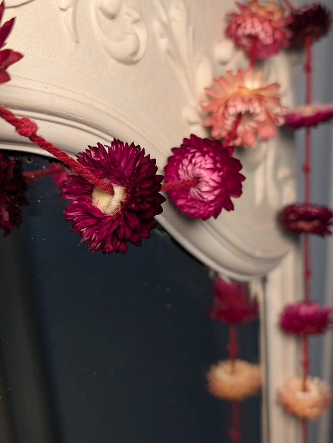 Closeup of strawflowers on a string hanging on a mirror 