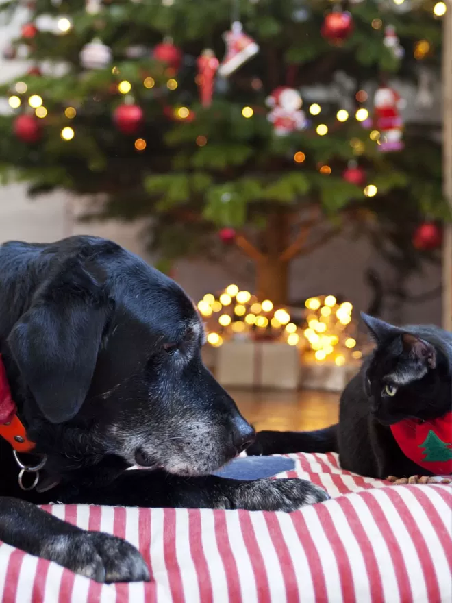 Slip on Bandanas For Cats at Christmas