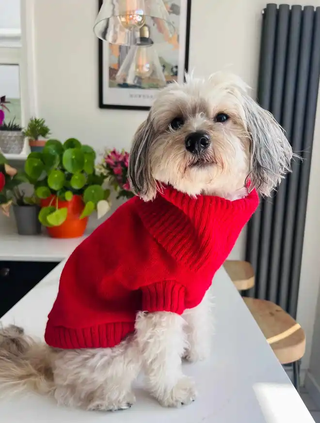 cherry red dog jumper